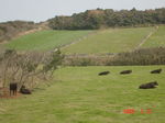 Dsc07278.jpg