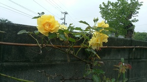 IMG_20160506_113217.jpg